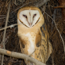 Barn Owl-05