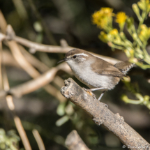 Bewick's Wren-02