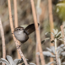 Bewick's Wren-03