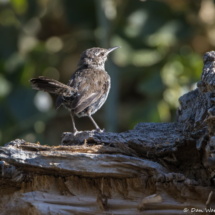 Bewick's Wren-03