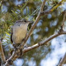 Bewick's Wren-04