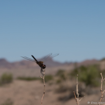 Black Dragonfly-01