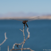 Black Dragonfly-02