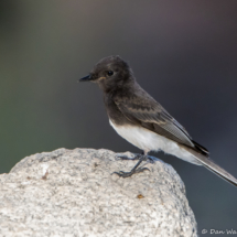 Black Phoebe-03