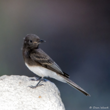 Black Phoebe-04