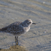 Black-bellied Plover-01