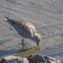 Black-bellied Plover-02
