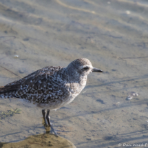 Black-bellied Plover-03