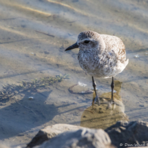 Black-bellied Plover-04