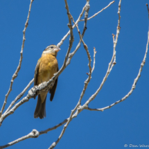 Black-headed Grosbeak-Female-01
