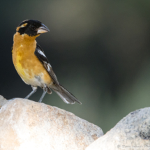 Black-headed Grosbeak-Male-03