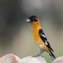 Black-headed Grosbeak-Male-07