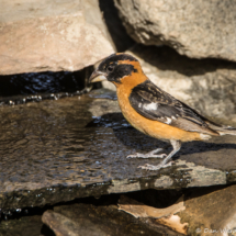 Black-headed Grosbeak-Male-13