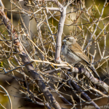 Black-throated Sparrow-02