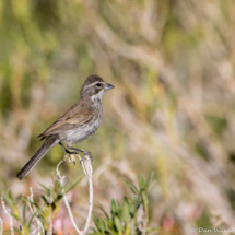 Black-throated Sparrow-05