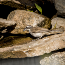 Black-throated Sparrow-Immature Male-03