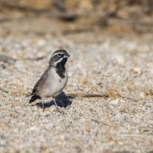 Black-throated Sparrow-Male-01