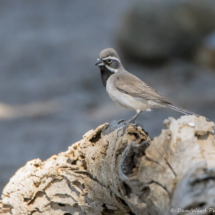 Black-throated Sparrow-Male-05