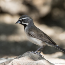 Black-throated Sparrow-Male-08