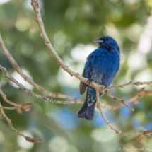 Blue Grosbeak-Lazuli Bunting Hybrid Male-03