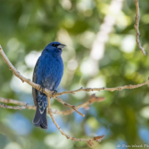 Blue Grosbeak-Lazuli Bunting Hybrid Male-04