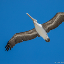 Brown Pelican in Flight-01 (2)