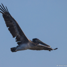 Brown Pelican in Flight-01