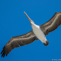 Brown Pelican in Flight-02 (2)