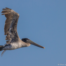 Brown Pelican in Flight-02