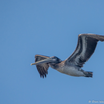 Brown Pelican in Flight-03