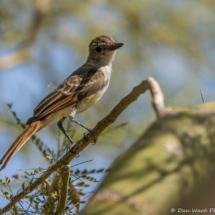 Brown-crested Flycatcher-02