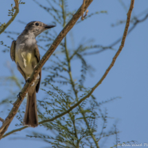 Brown-crested Flycatcher-04