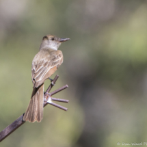 Brown-crested Flycatcher-06