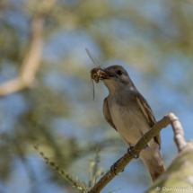 Brown-crested Flycatcher Eating A Dragonfly-01