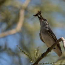 Brown-crested Flycatcher Eating A Dragonfly-02