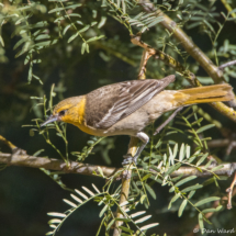 Bullock's Oriole-Female-01