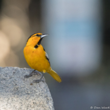 Bullock's Oriole-Male-04