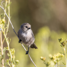 Bushtit-01