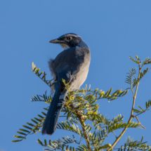 California Scrub Jay-01