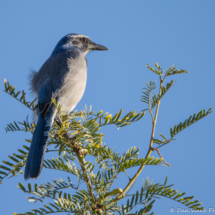 California Scrub Jay-02