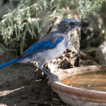 California Scrub Jay-02