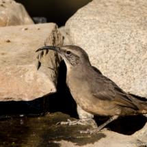 California Thrasher-16