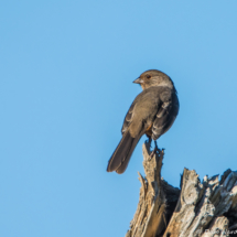 California Towhee-01