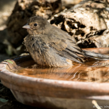 California Towhee-01