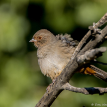 California Towhee-02