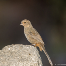 California Towhee-08