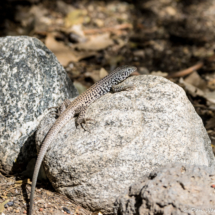 California Whiptail Lizard-01