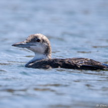Common Loon-01