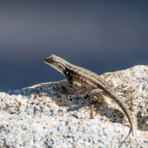 Common Sagebrush Lizard-01