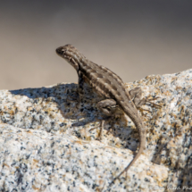 Common Sagebrush Lizard-02